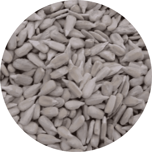 Geschälte Sonnenblumenkerne